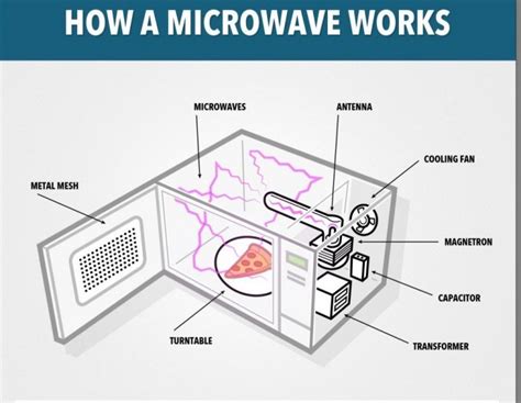 Can You Put a Paper Cup in the Microwave? And Why Does My Cat Stare at the Microwave?