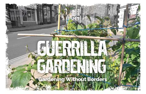  Gardening with Guerilla: Unleashing the Power of Urban Wildflowers