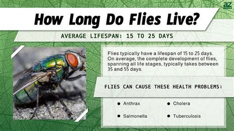 How Long Can a Fly Live Without Food?