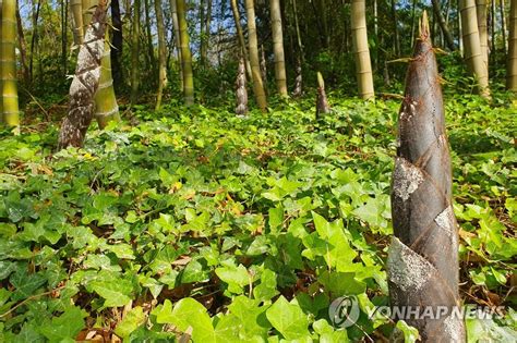 우후죽순 뜻, 그 의미와 현대 사회에서의 적용