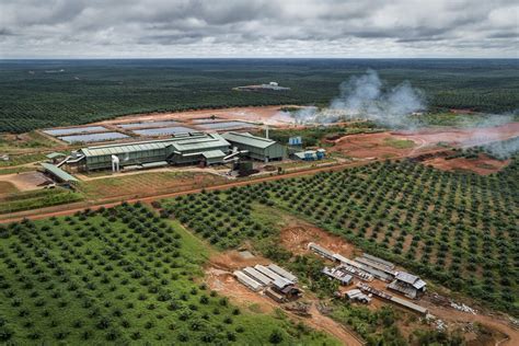  《Oil Palm: From Plantation to Market》: 剖析棕櫚油產業的生態學與經濟學之謎