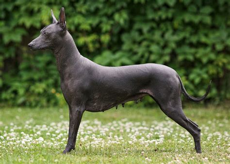  Xoloitzcuintli: Love, Loss and the Meaning of Life：關於愛、生命與墨西哥裸犬的奇幻旅程