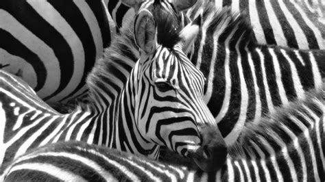  「Zebras and Their Stripes: Why Marketing Needs More Transparency」：揭開行銷迷霧的斑斕真相！